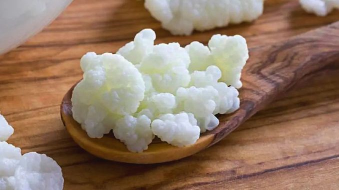Can Kefir grains be eaten? Can Kefir grains be eaten?