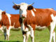 UHT, pasteurized, or raw milk?